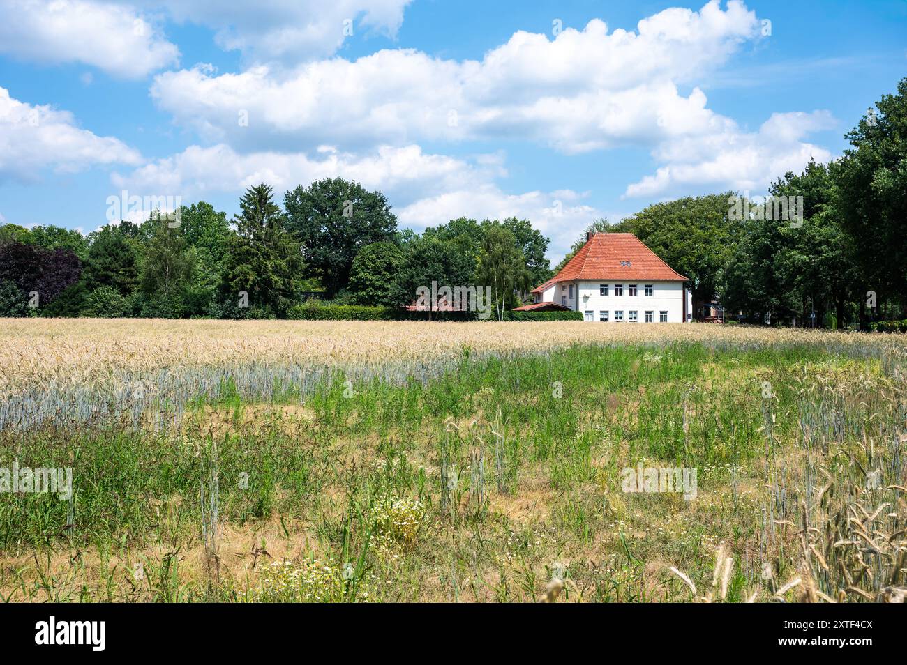 Cloppenburg, Niedersachsen, Deutschland, 15. Juni 2024 - altes Gewerbehaus Anton Hoffhaus, heute Landhaus umgeben von landwirtschaftlichen Feldern Stockfoto