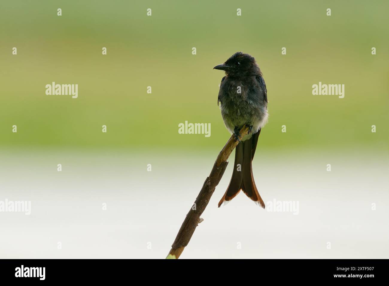 Weißbauchiger Drongo Dicrurus caerulescens Vogel, der auf dem indischen Subkontinent vorkommt, Familie Dicruridae, insektenfressender und hauptsächlich schwarzer mit einem Weißen Stockfoto