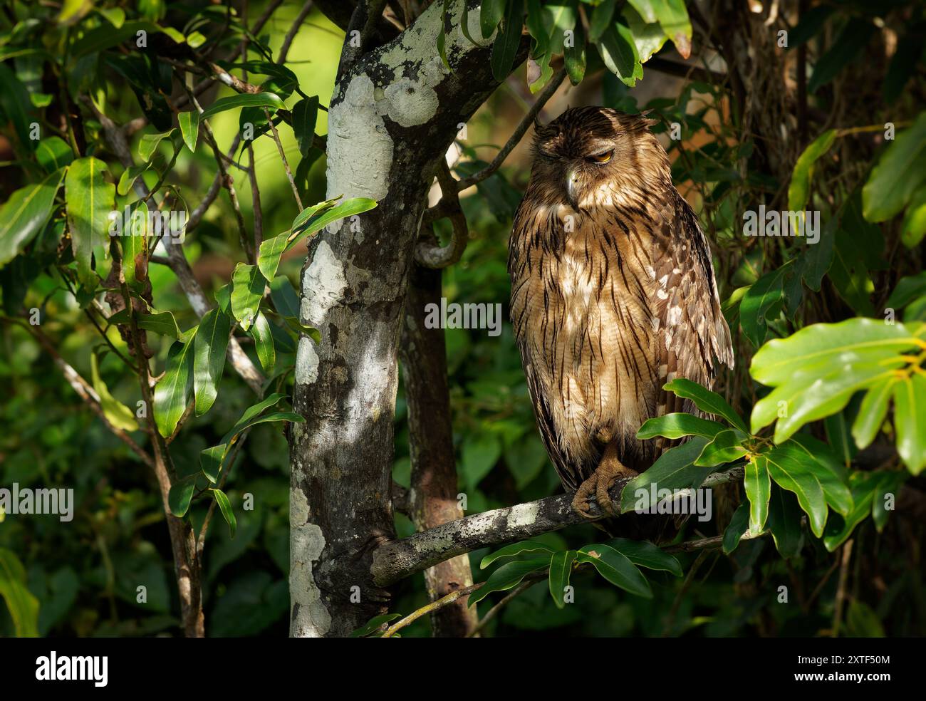 Ketupa bubo zeylonensis ist ein Vogel in Strigidae, der aus der Türkei in Süd- und Südostasien stammt und in Sri Lanka im Baum sitzt Stockfoto