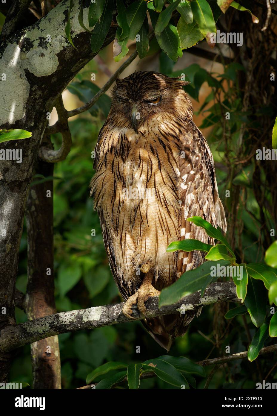 Ketupa bubo zeylonensis ist ein Vogel in Strigidae, der aus der Türkei in Süd- und Südostasien stammt und in Sri Lanka im Baum sitzt Stockfoto