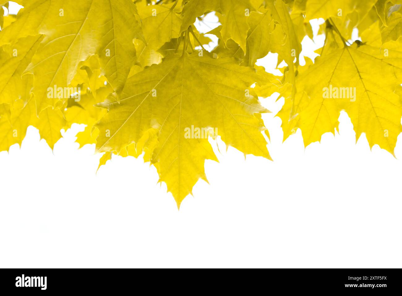 Schöne gelbe Herbstblätter Dekorative Rahmenvorlage auf weißem Hintergrund mit Kopierraum. Stockfoto