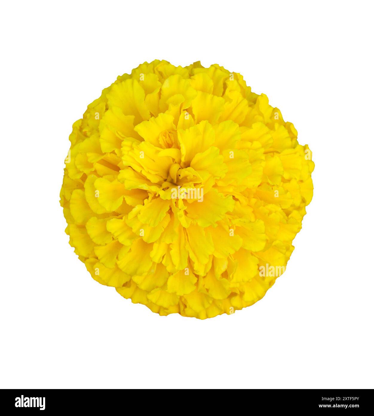 Gelbe Ringelblume, Tagetes erecta, mexikanische Ringelblume, aztekische Ringelblume, afrikanische Ringelblume isoliert auf weißem Hintergrund, Draufsicht. Stockfoto