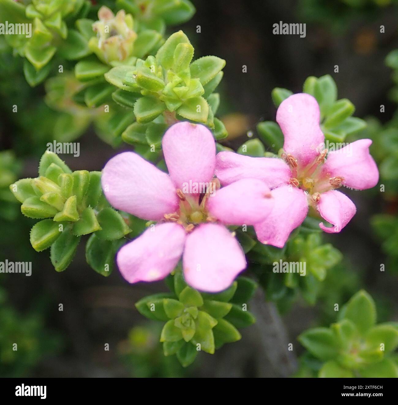 Kalksteinporzellan (Acmadenia heterophylla) Plantae Stockfoto
