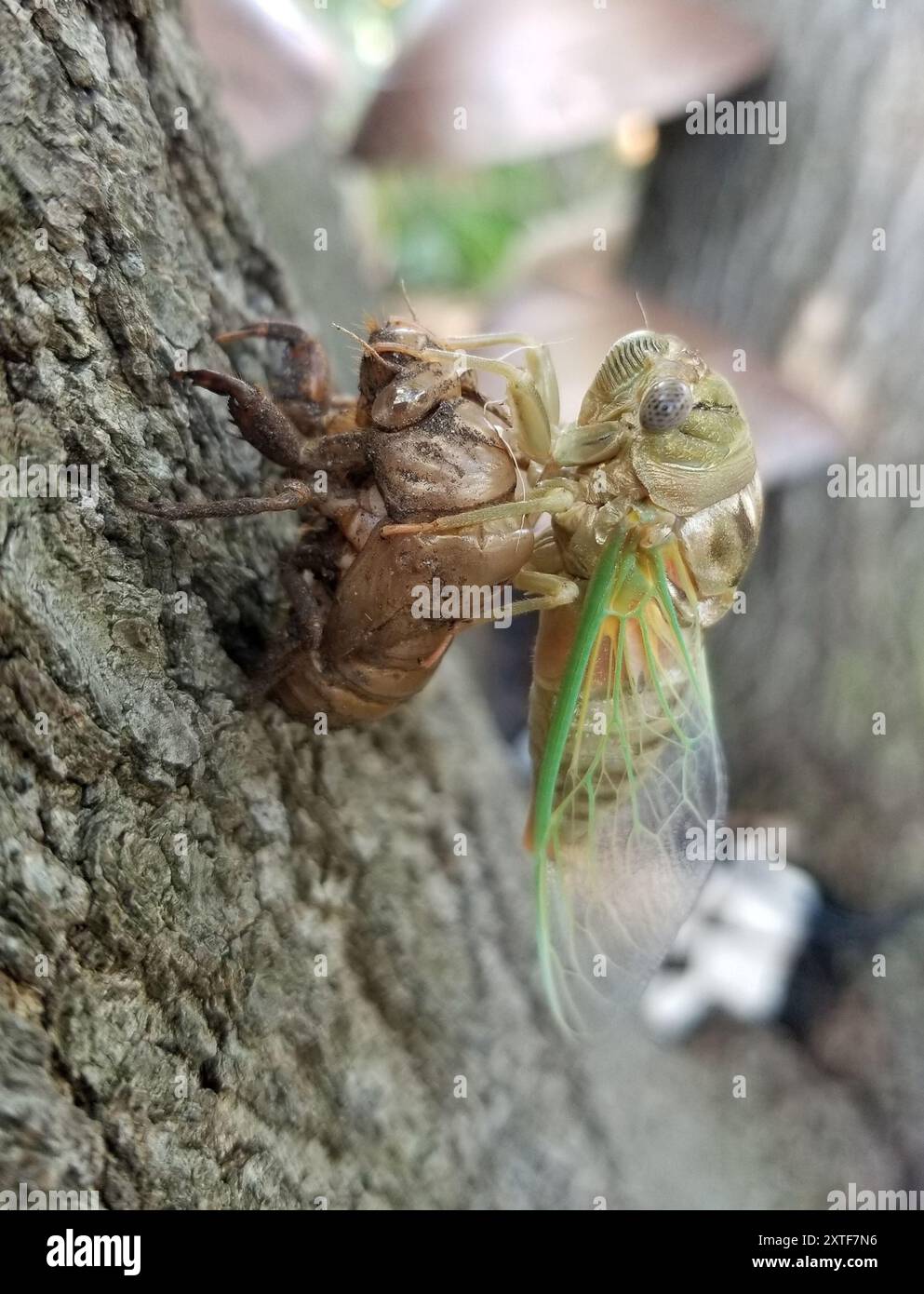 RESH Cicada (Megatibicen RESH) Insecta Stockfoto