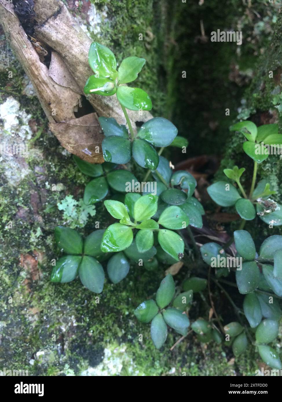 acorn peperomia (Peperomia tetraphylla) Plantae Stockfoto