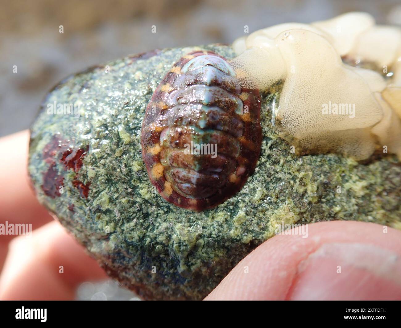 Chitone (Polyplacophora) Mollusca Stockfoto