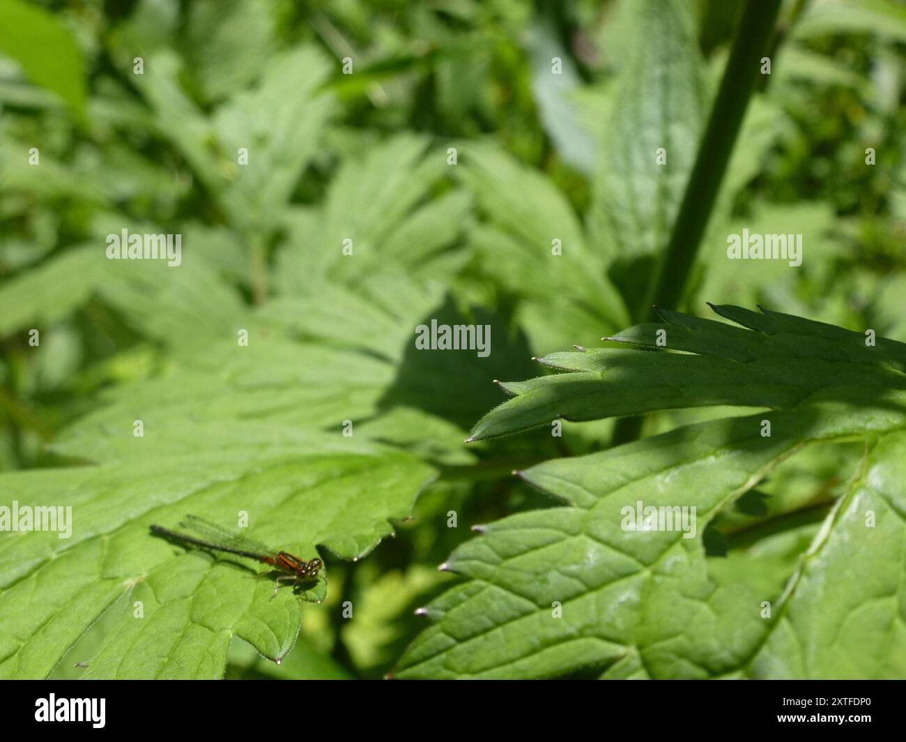 Östlicher Gabelschwanz (Ischnura verticalis) Insecta Stockfoto