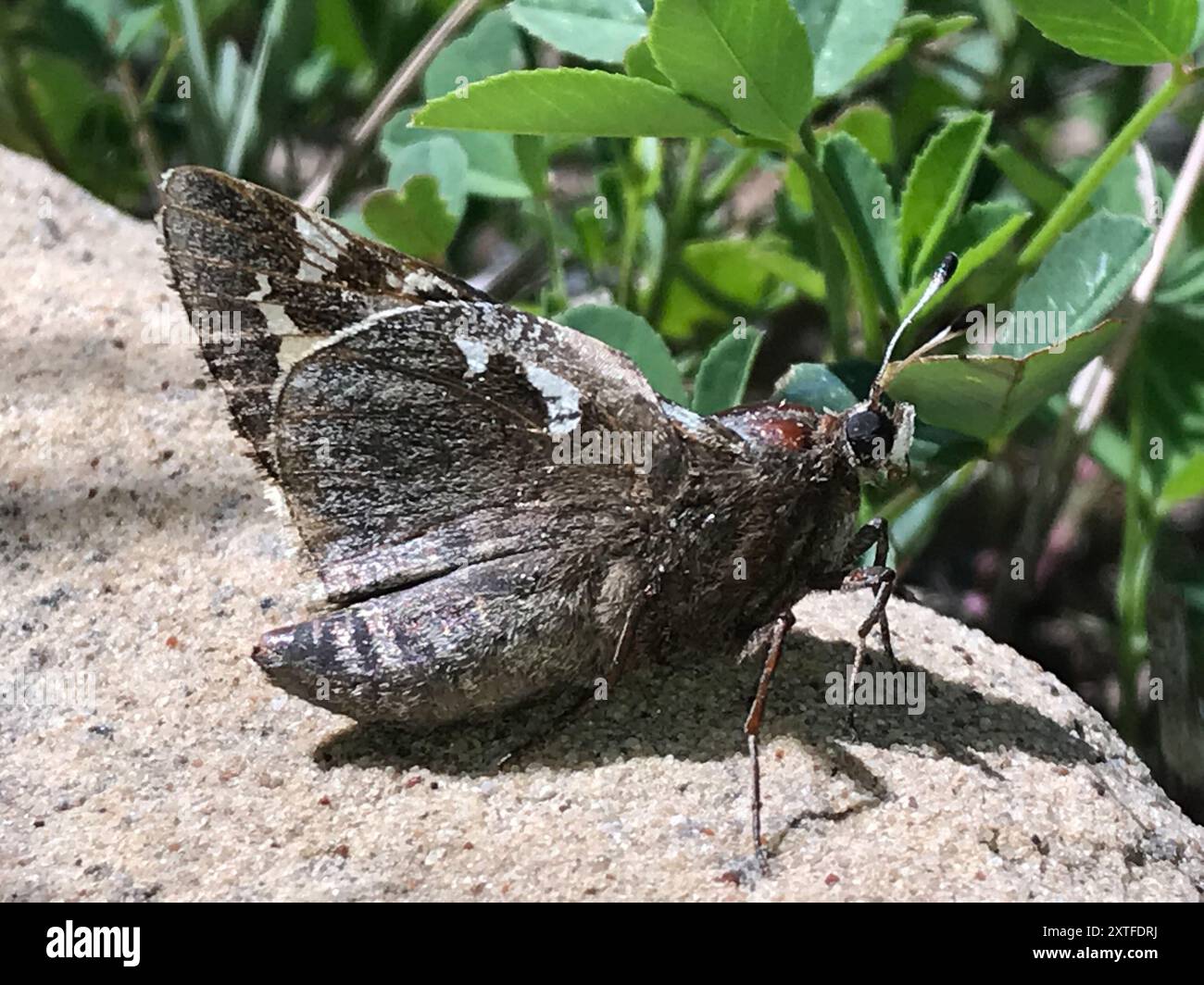 Yucca Giant-Skipper (Megathymus yuccae) Insecta Stockfoto