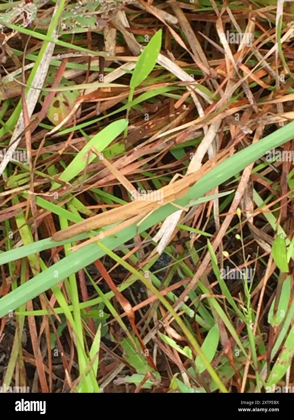 Langhaarige Zahnstocher Grasshopper (Achurum carinatum) Insecta Stockfoto