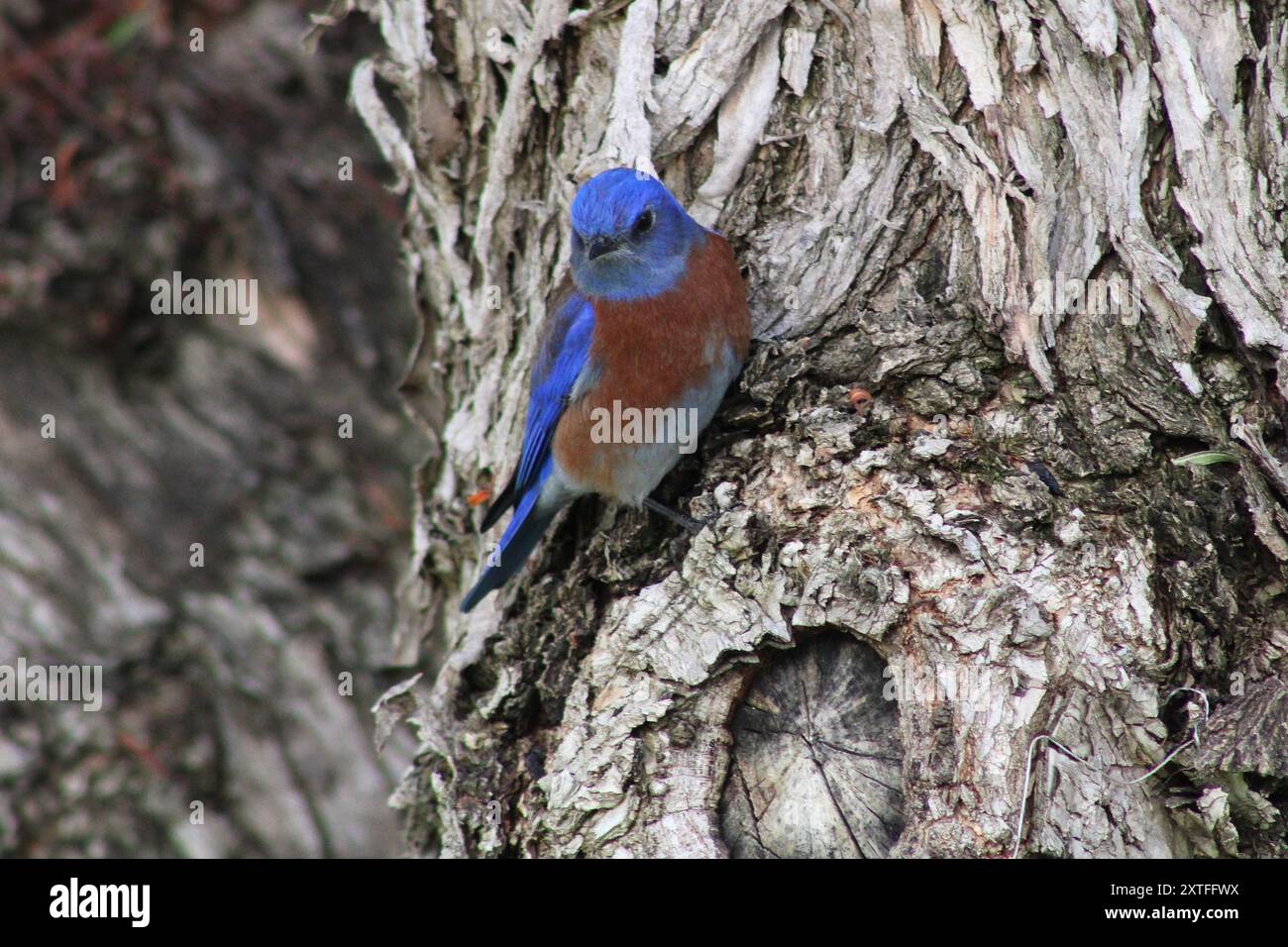 Kleine blaue Vögel in der Nähe von Bäumen und rustikalem Grill Stockfoto