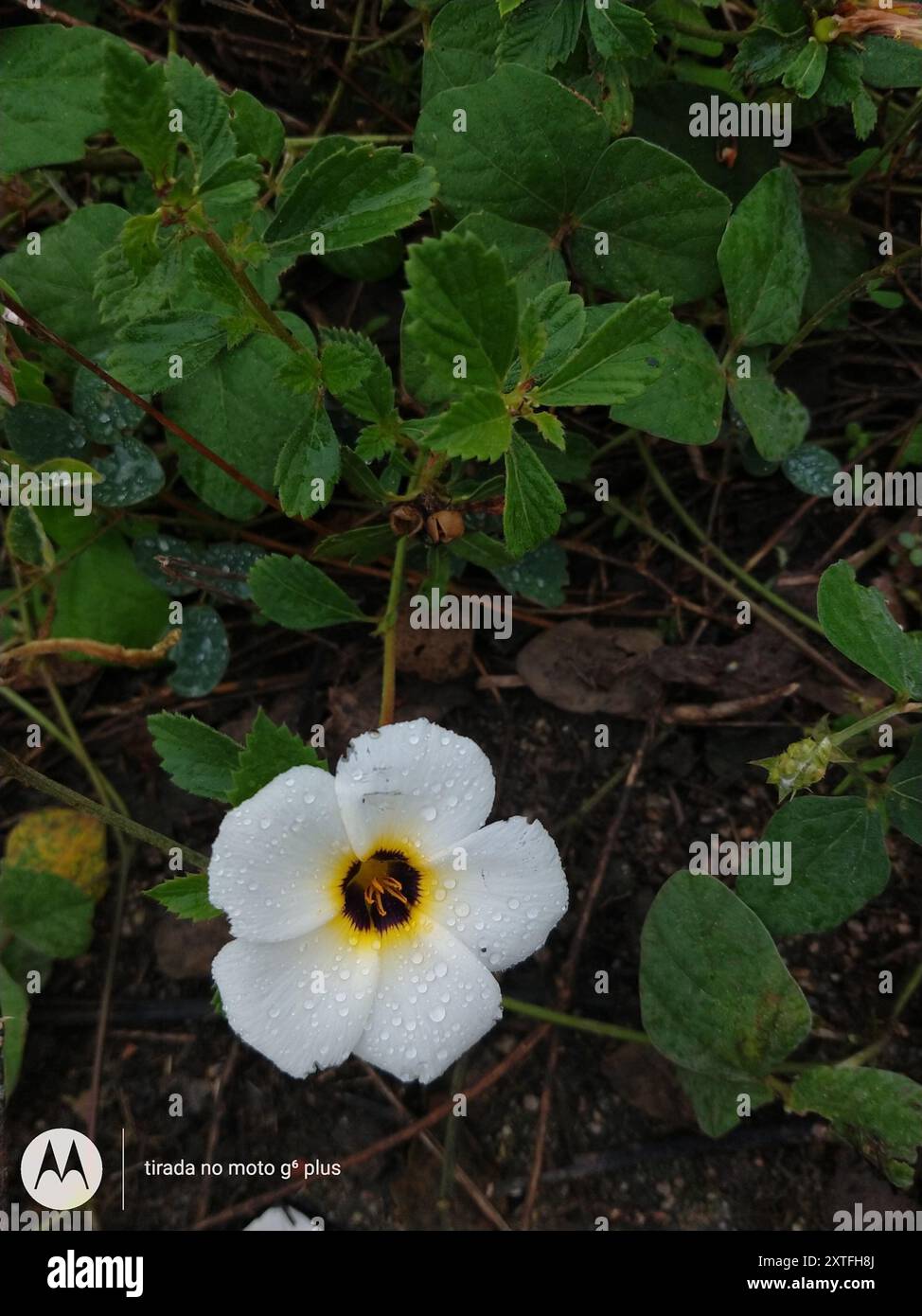 Kubanische Butterblume (Turnera subulata) Plantae Stockfoto