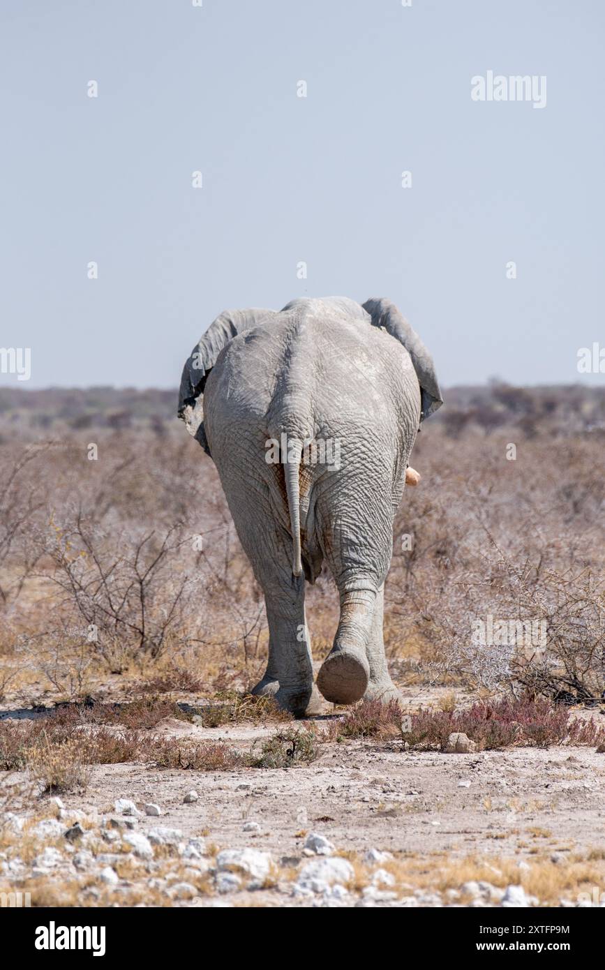 Rückansicht eines einzelnen afrikanischen Elefanten (Loxodonta africana), der zu Fuß entfernt ist Stockfoto