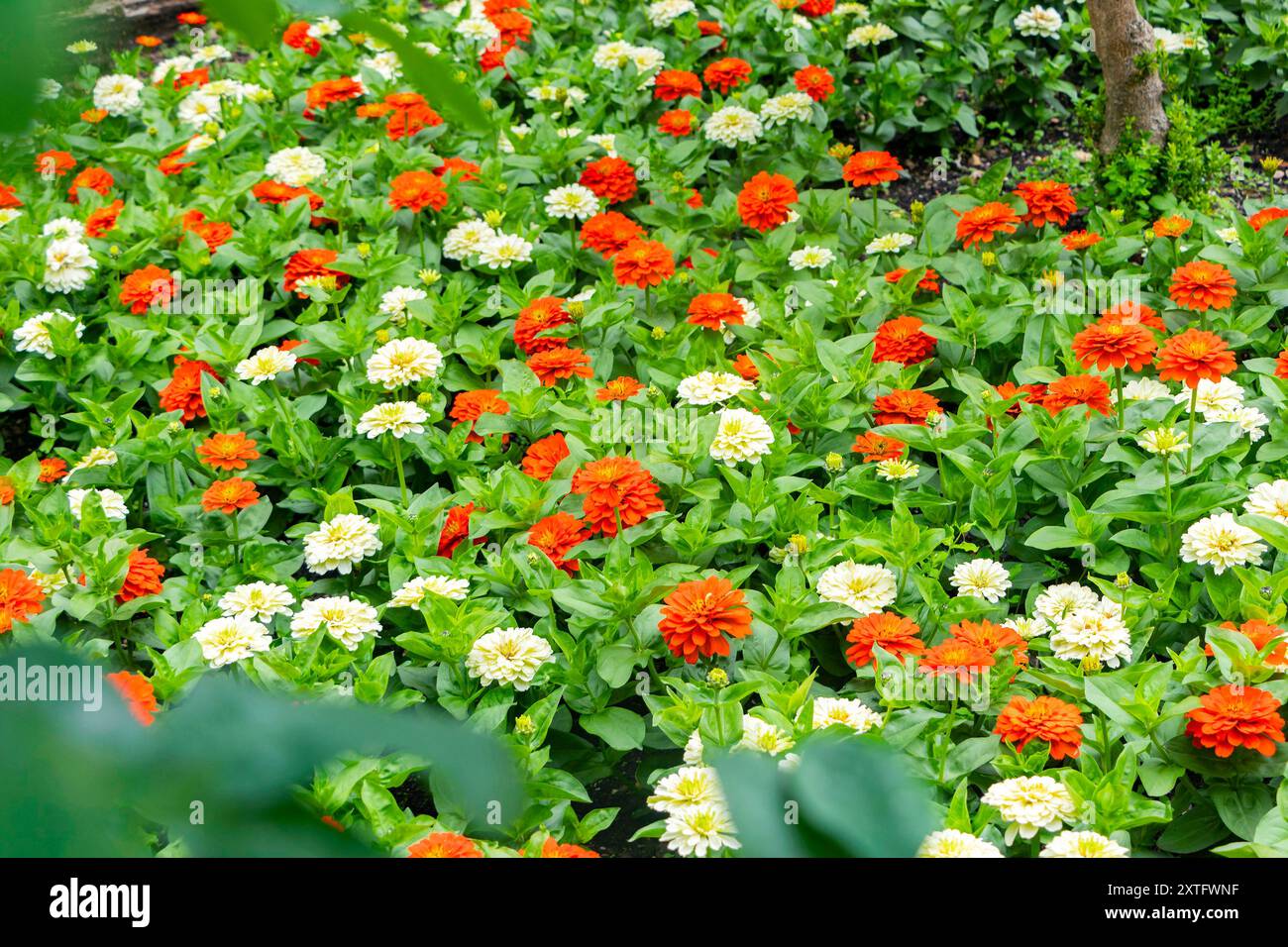 Ein lebhaftes Blumenbeet mit einer Mischung aus orangen und weißen Zinnienblüten in voller Blüte, umgeben von üppig grünem Laub. Stockfoto