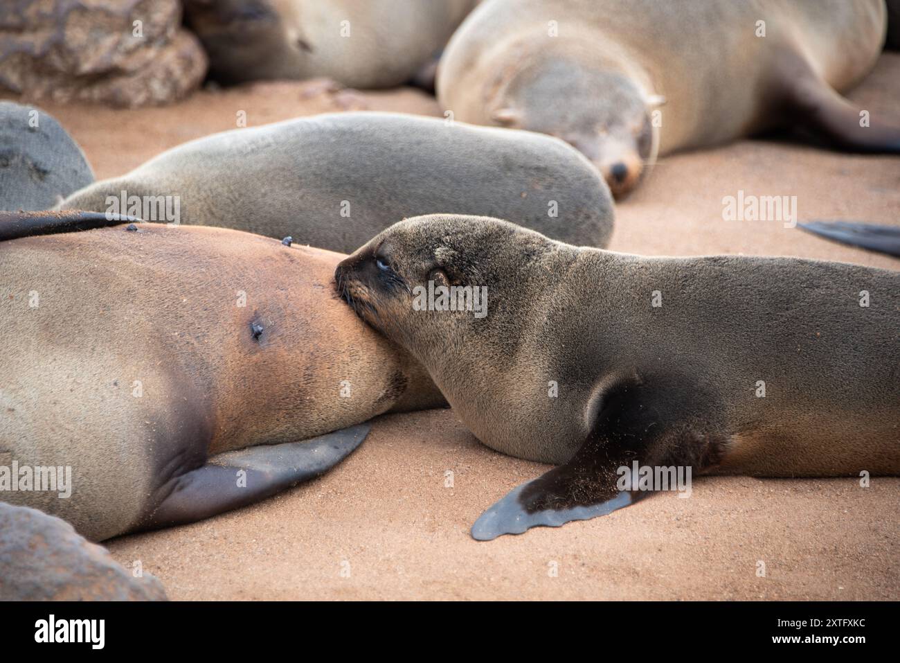 Brauner afrikanischer Seehundling (Arctocephalus pusillus), der im Cape Cross Seal Reserve in Namibia lebt. Stockfoto