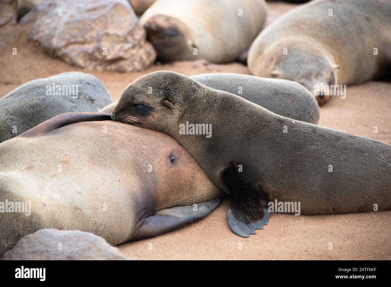 Brauner afrikanischer Seehundling (Arctocephalus pusillus), der im Cape Cross Seal Reserve in Namibia lebt. Stockfoto