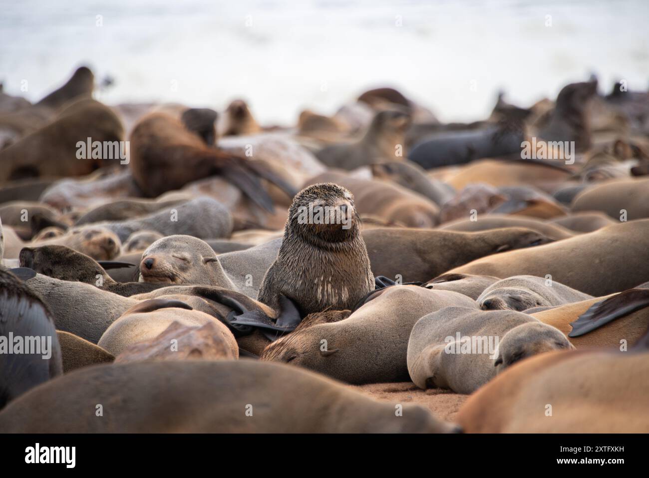 Einzelne kappelzrobbe (Arctocephalus pusillus) mit Blick auf die Kamera in der Mitte einer großen Robbenkolonie am Cape Cross, Namibia. Stockfoto