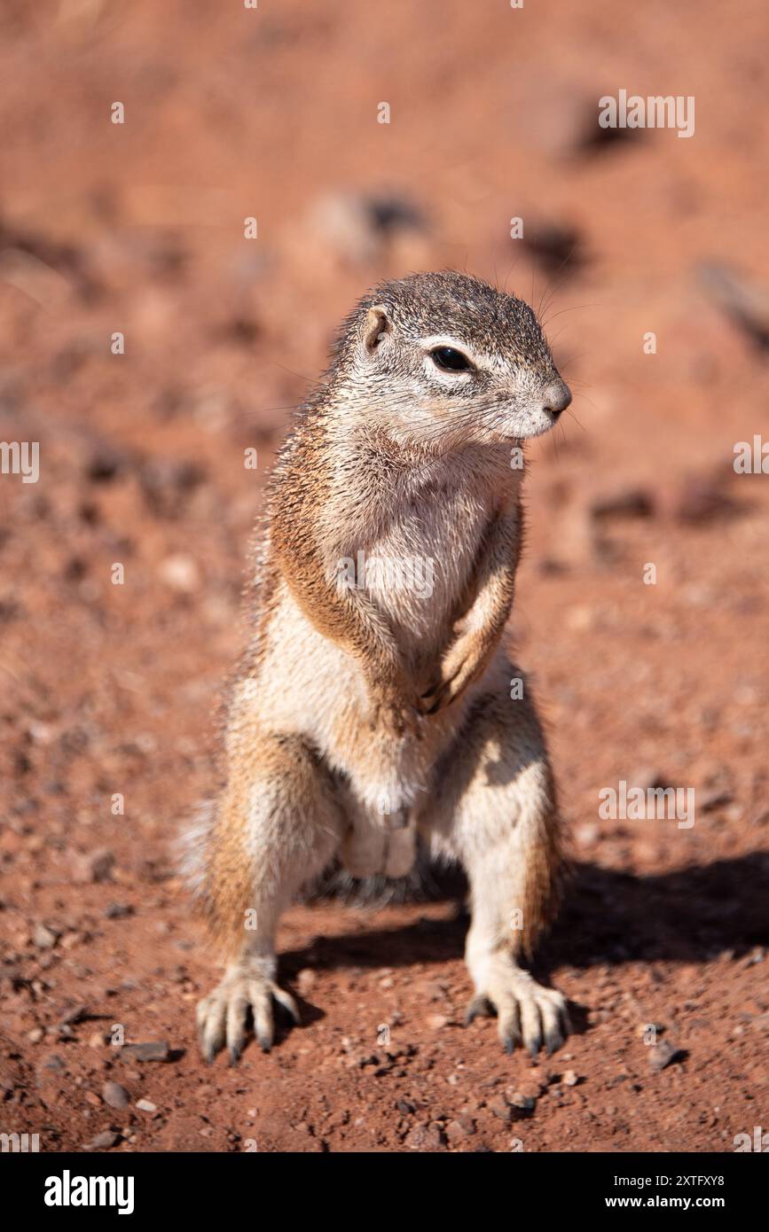 Nahporträt eines Damara-Bodenhörnchens (Xerus princeps). Fotografiert in Namibia. Stockfoto