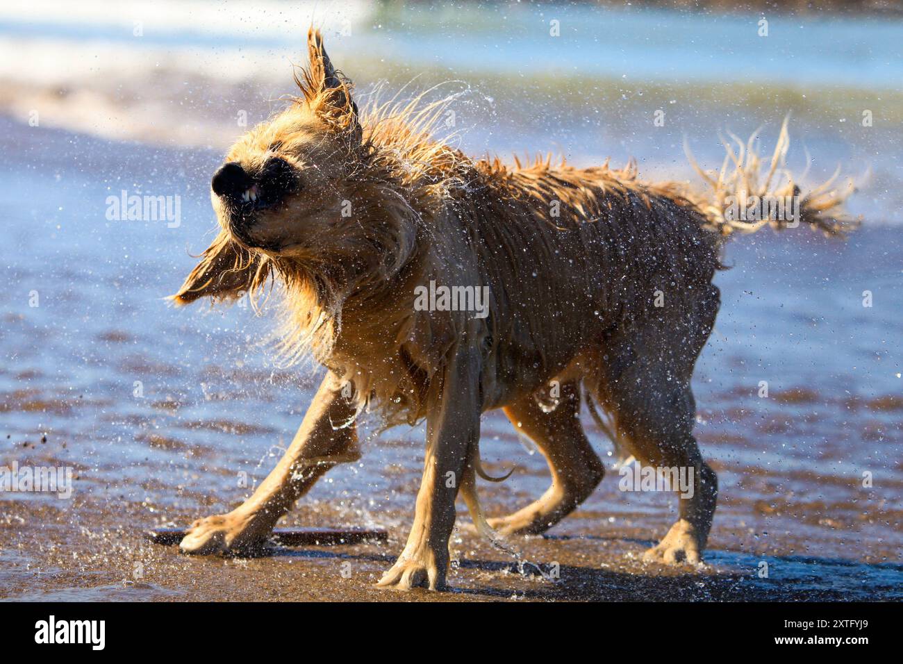 golden Retriever schüttelt Wasser in der Sonne am Meer Stockfoto