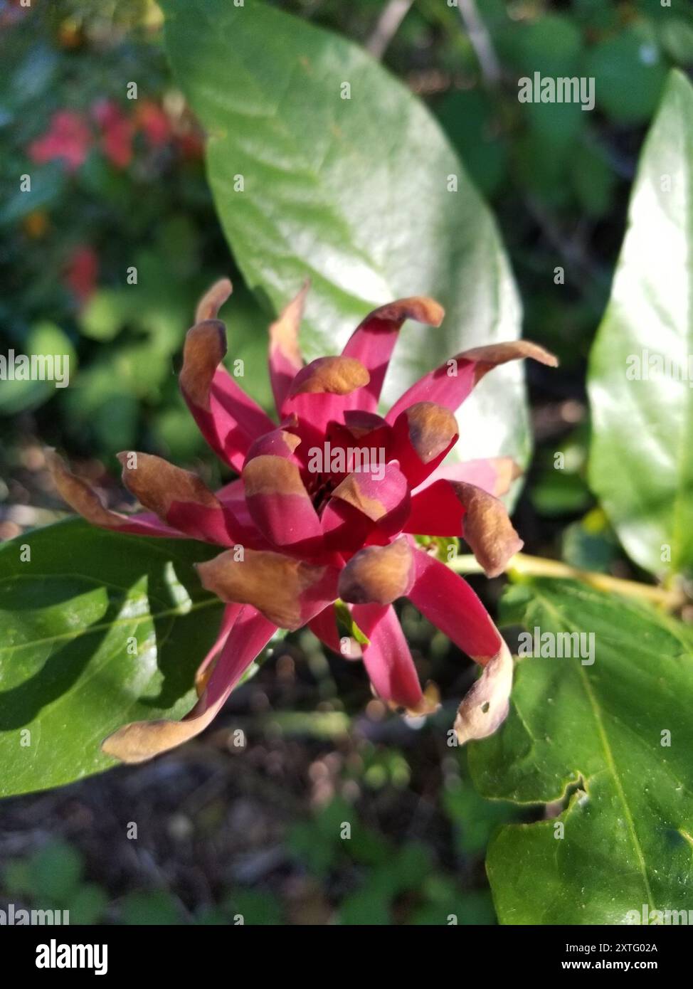 Kalifornische Süßstrauch (Calycanthus occidentalis) Plantae Stockfoto