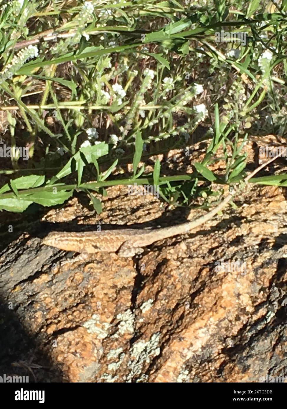 Westliche Side-Flutched Lizard (Uta stansburiana elegans) Reptilia Stockfoto