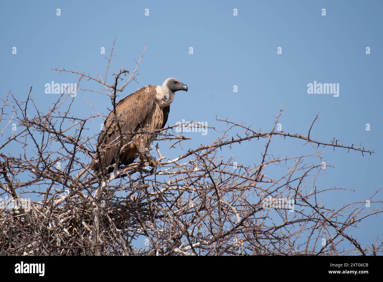 Afrikanischer Weißgeier (Gyps africanus), der auf einem Baum thront. Fotografiert in Namibia Stockfoto