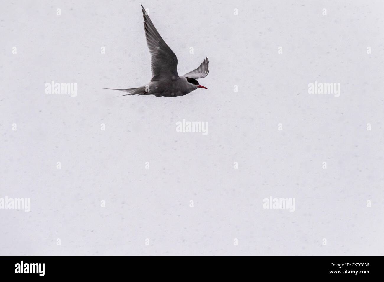 Telephoto einer arktischen Tern - terna paradisaea - fliegt in der Antarktis bei schneereichen Wetter Stockfoto