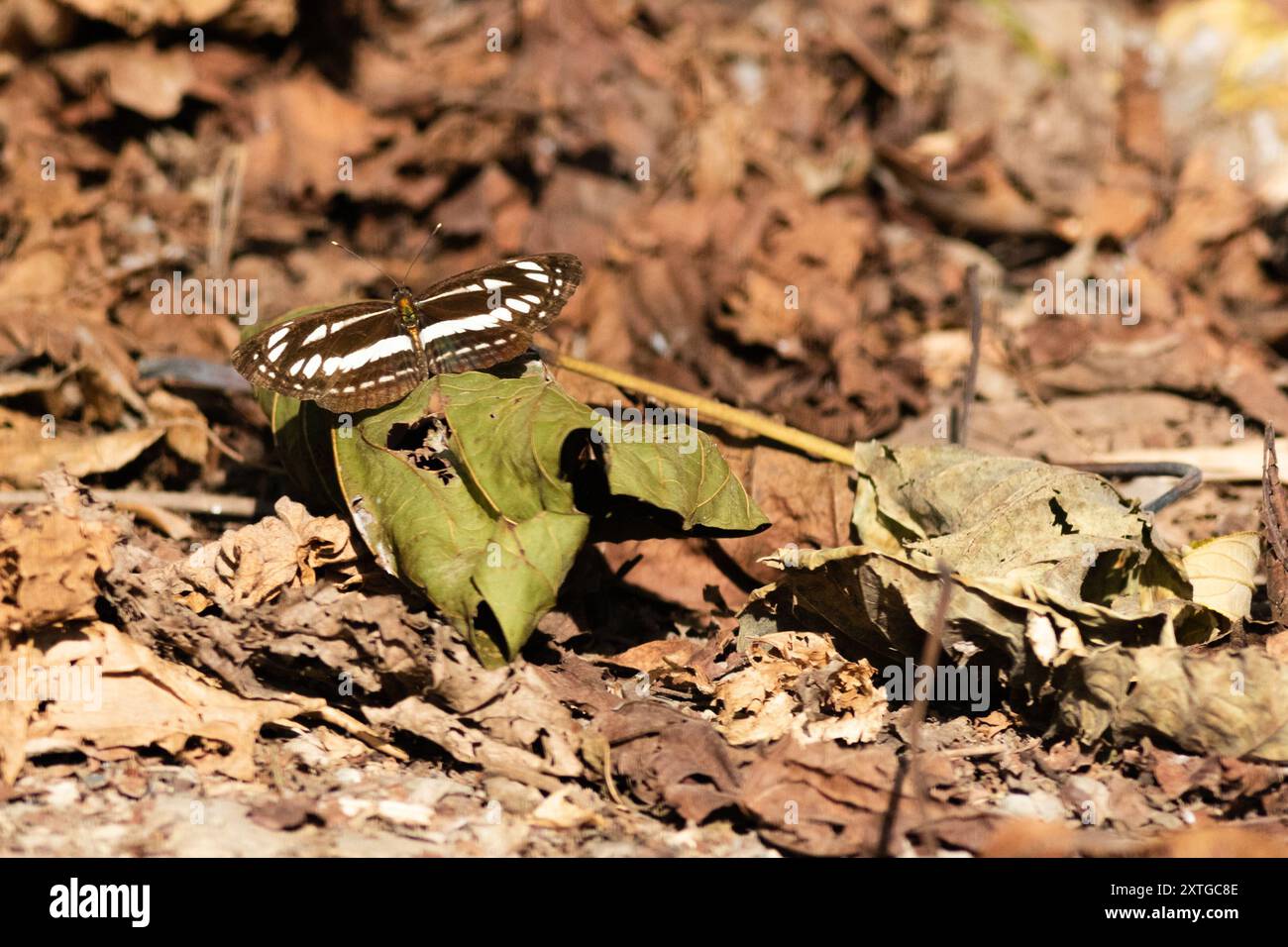 (Neptis hylas luculenta) Insecta Stockfoto