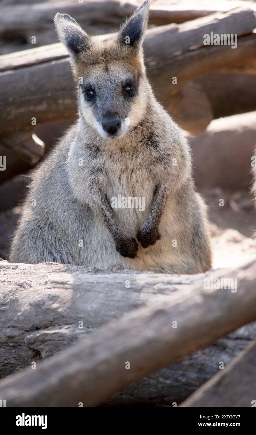 Das Rothalswallaby hat hauptsächlich Tawny Grey Fur, mit Einer weißen Brust und Bauch und Einem dunkelbraunen Maul, Pfoten und Füßen. Stockfoto
