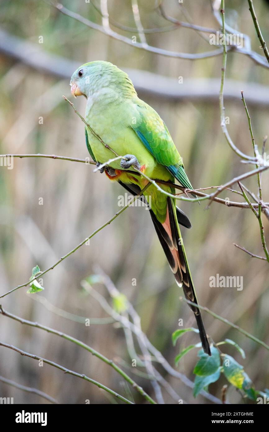 Der weibliche Superpapagei hat einen grünen Körper und einen orangefarbenen Schnabel Stockfoto