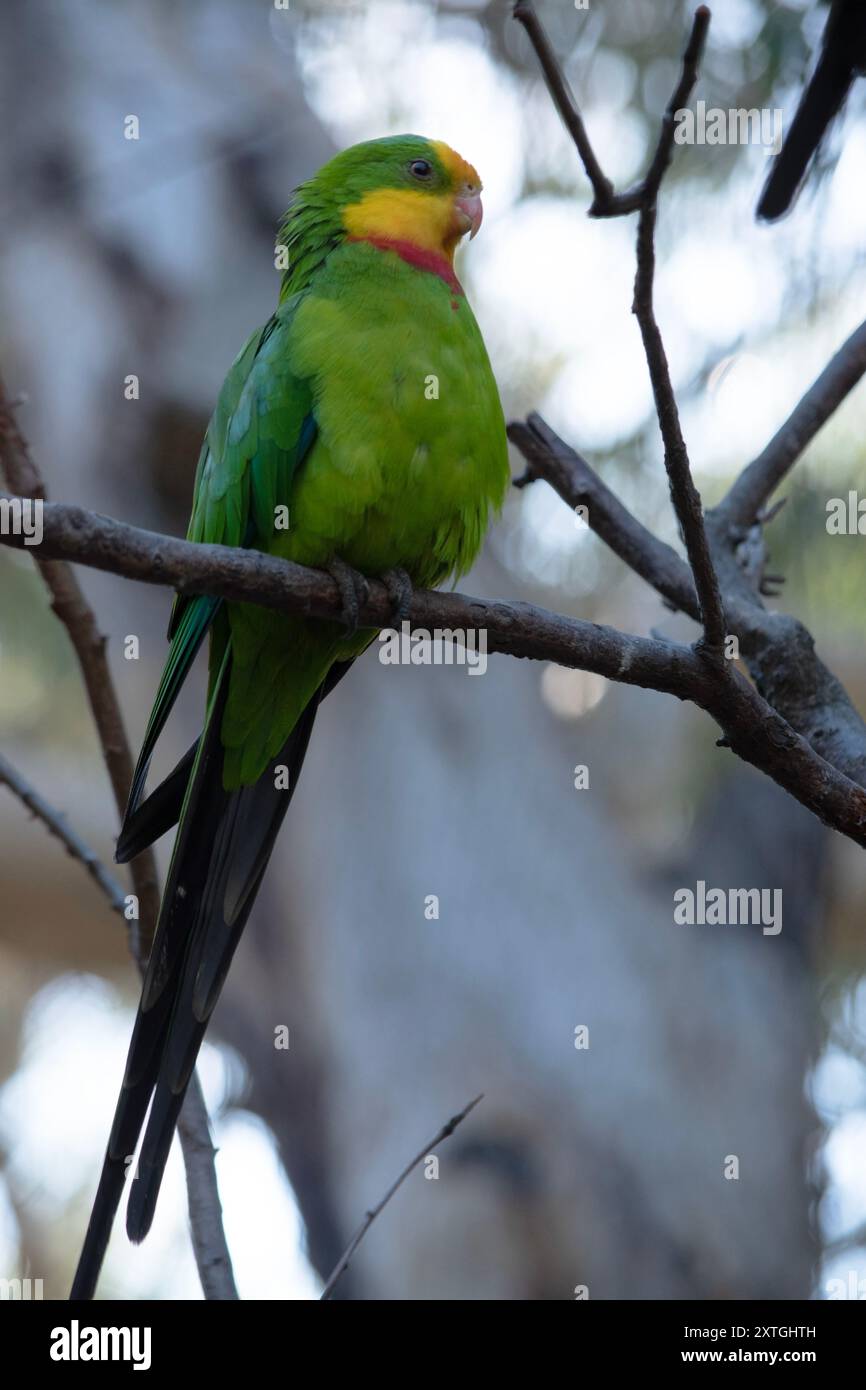 Der prächtige Papagei hat einen grünen Körper mit rotem Hals und gelber Stirn und Kinn Stockfoto