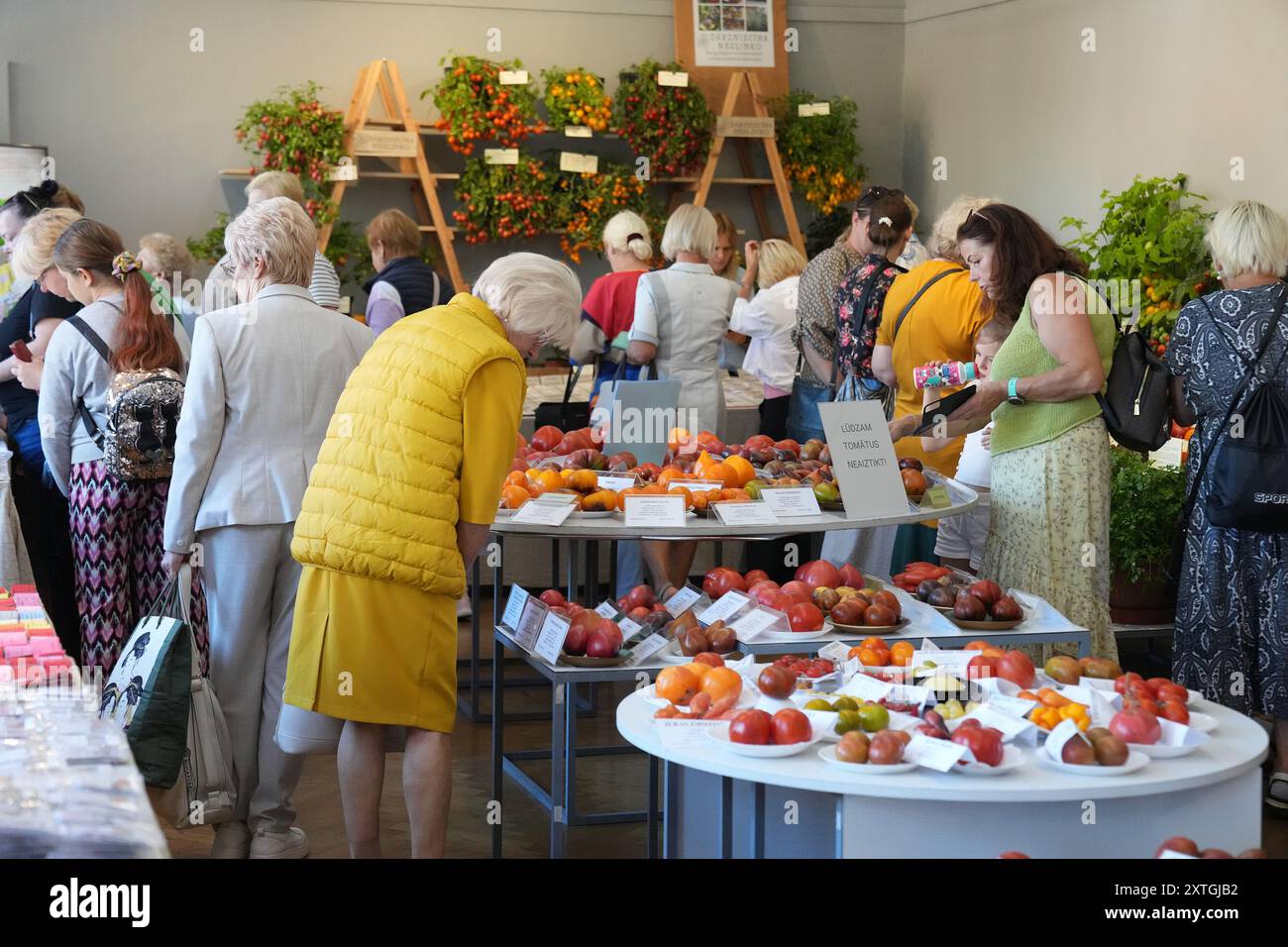 Riga, Lettland. August 2024. Am 14. August 2024 besuchen die Besucher die Ausstellung Tomaten 2024 im Lettischen Naturkundemuseum in Riga, Lettland. Diese jährliche Tomatenausstellung, die hier am Mittwoch begann, präsentierte Hunderte von Tomaten in verschiedenen Farben, Formen und Geschmacksrichtungen. Quelle: Edijs Palens/Xinhua/Alamy Live News Stockfoto