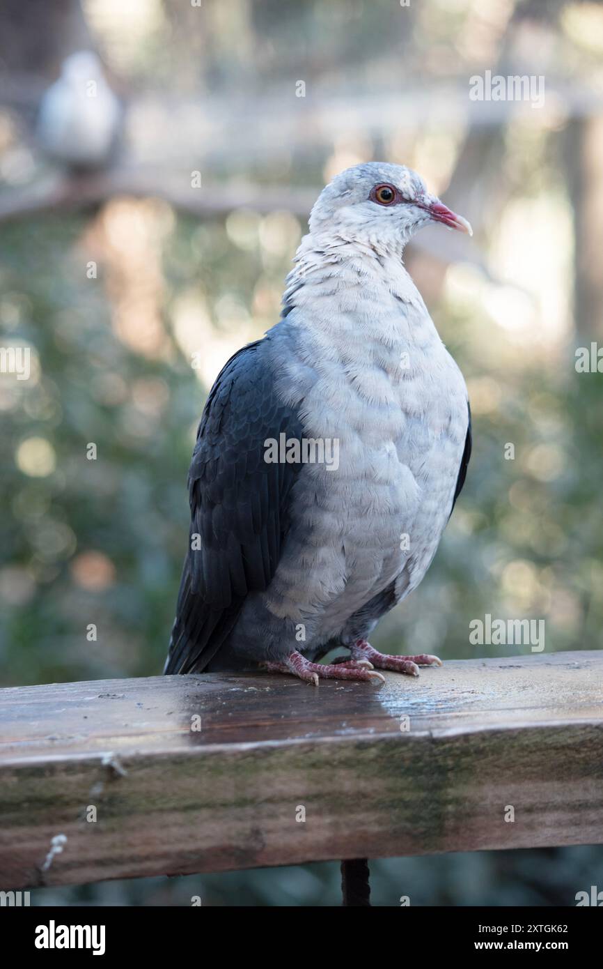 Die weiße Taube hat einen weißen Kopf mit einem roten Augenring und grauen Flügeln Stockfoto