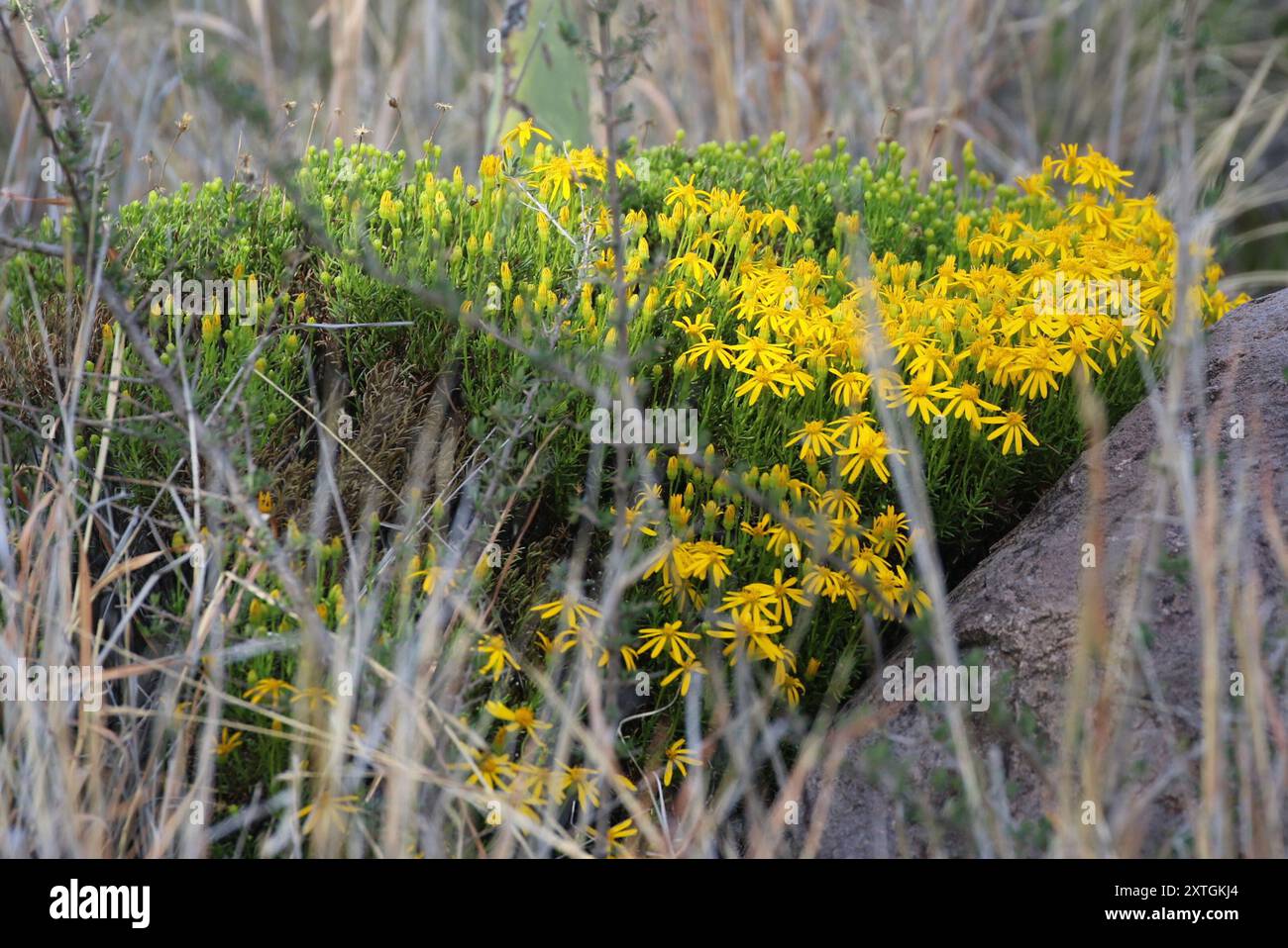 Damianita (Chrysactinia mexicana) Plantae Stockfoto
