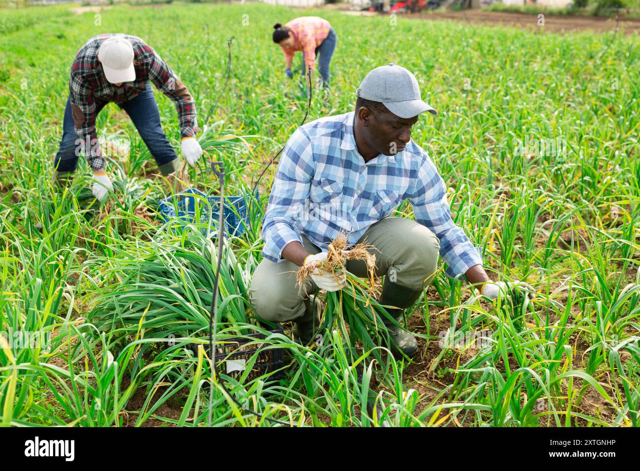 afroamerikanischer Arbeiter erntet grünen FrühlingsKnoblauch auf Gemüsefeldern Stockfoto