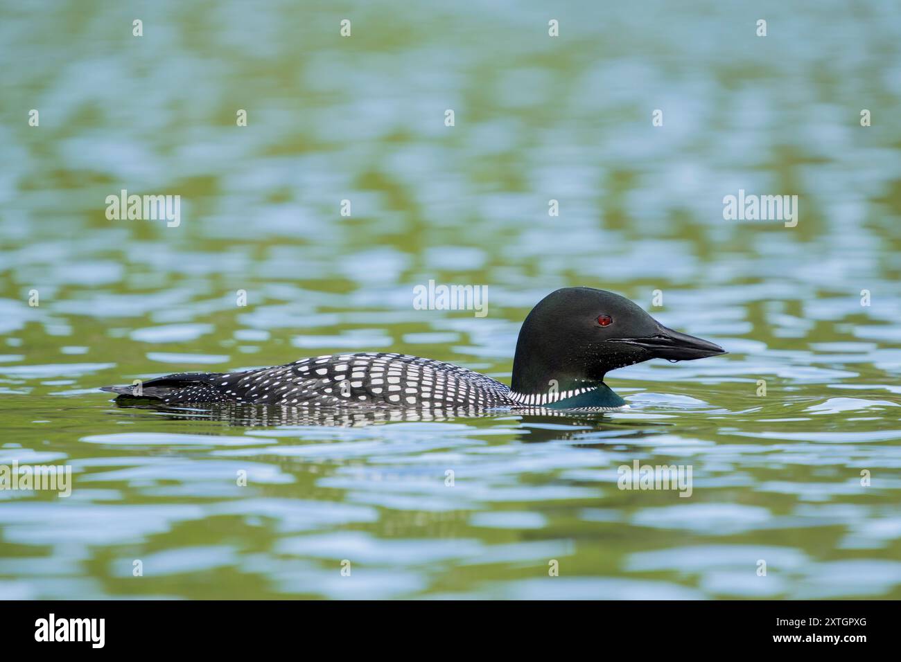 Gemeiner Loon auf dem See in SüdzentralAlaska. Stockfoto