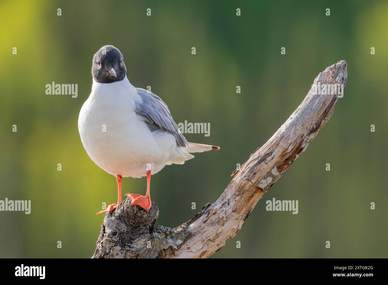 Bonaparte's Möwe thront auf einem Baum in SüdzentralAlaska. Stockfoto