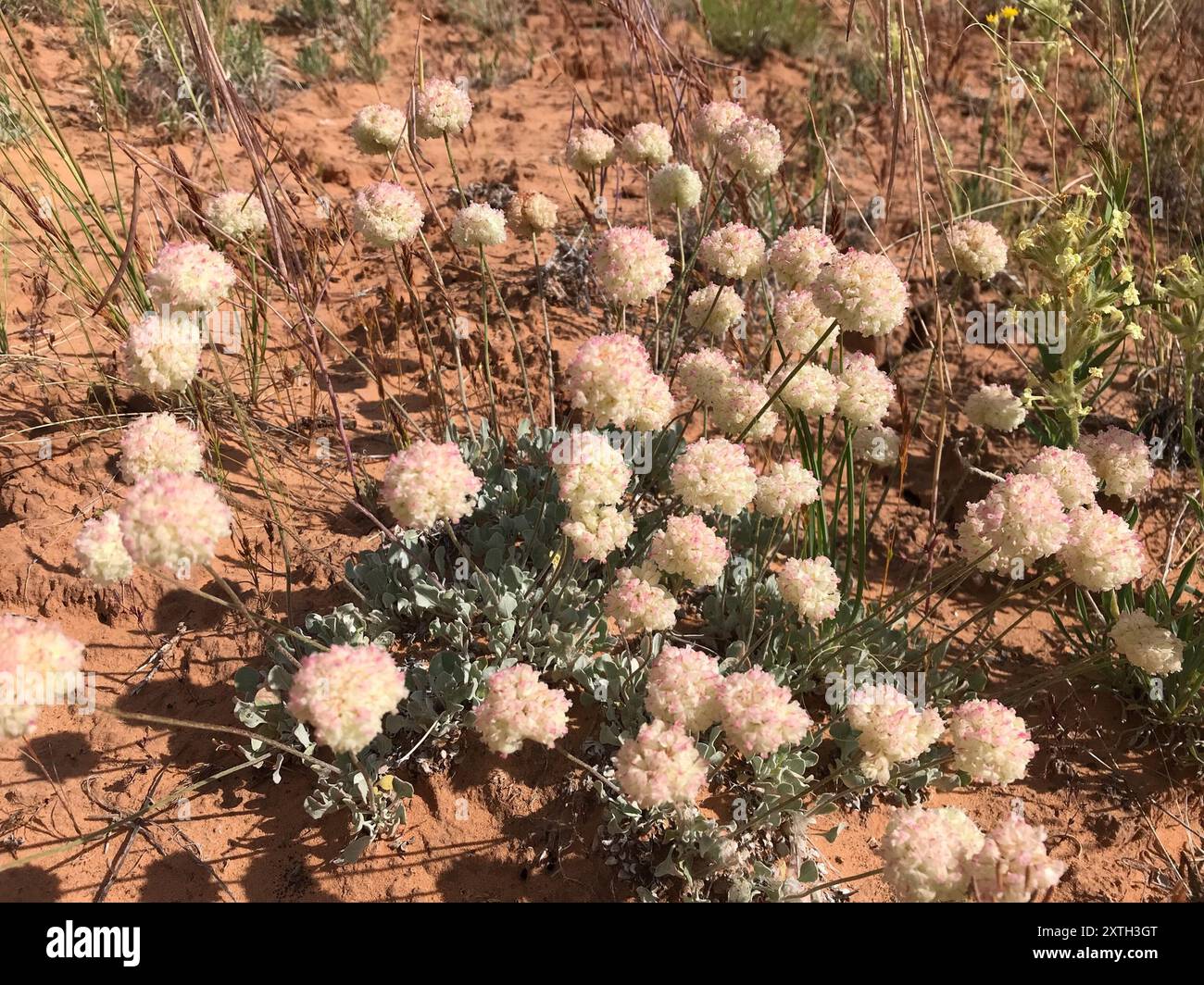 Polster Buchweizen (Eriogonum ovalifolium) Plantae Stockfoto