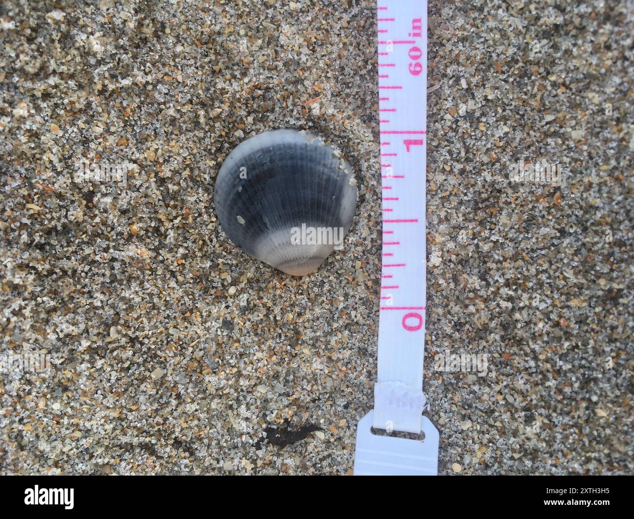 Spektrale Bittersüße Clam (Glycymeris spectralis) Mollusca Stockfoto