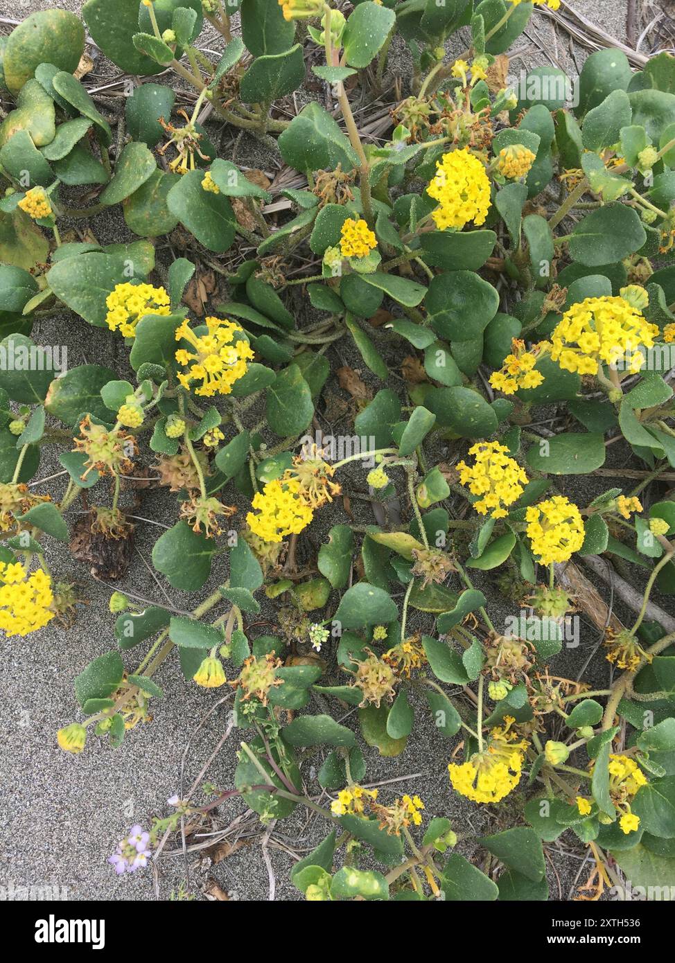 Gelbsand Verbene (Abronia latifolia) Plantae Stockfoto