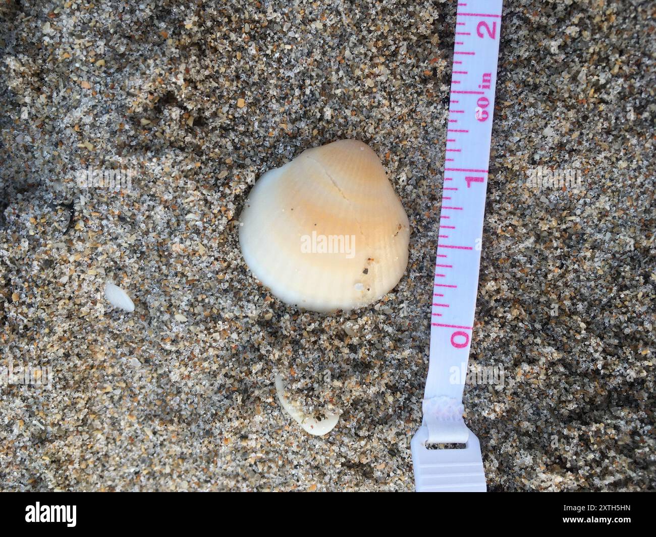 Spektrale Bittersüße Clam (Glycymeris spectralis) Mollusca Stockfoto