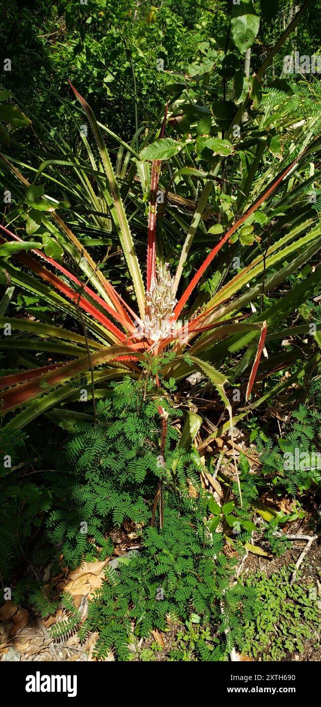 piñuela (Bromelia pinguin) Plantae Stockfoto