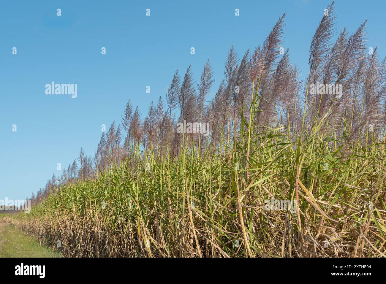 Zuckerrohr (Saccharum officinarum), mehrjähriges Gras der Familie der Poaceae, hauptsächlich wegen seines Saftes angebaut, aus dem Zucker verarbeitet wird. Stockfoto