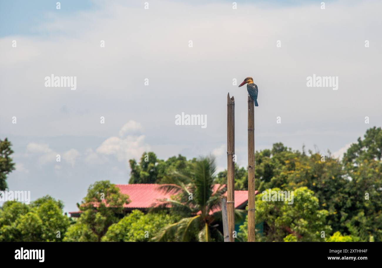Stork billed Kingfisher Stockfoto