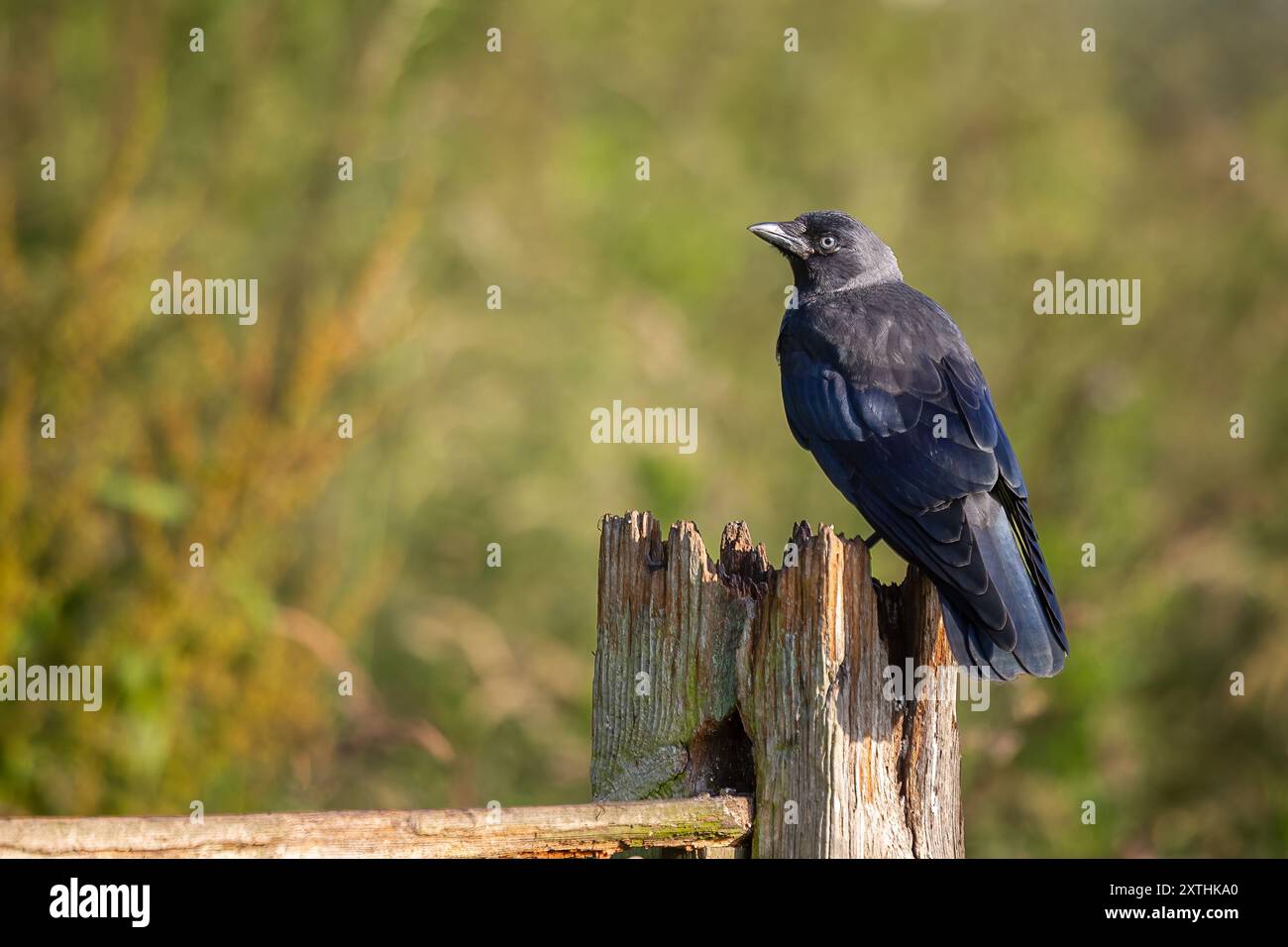 Porträt eines Jackdaw, Coloeus monedula, während er im Sonnenschein auf einem hölzernen Zaunpfosten thront. Ein stummgeschalteter natürlicher Hintergrund ohne Fokus verfügt über einen Textraum Stockfoto