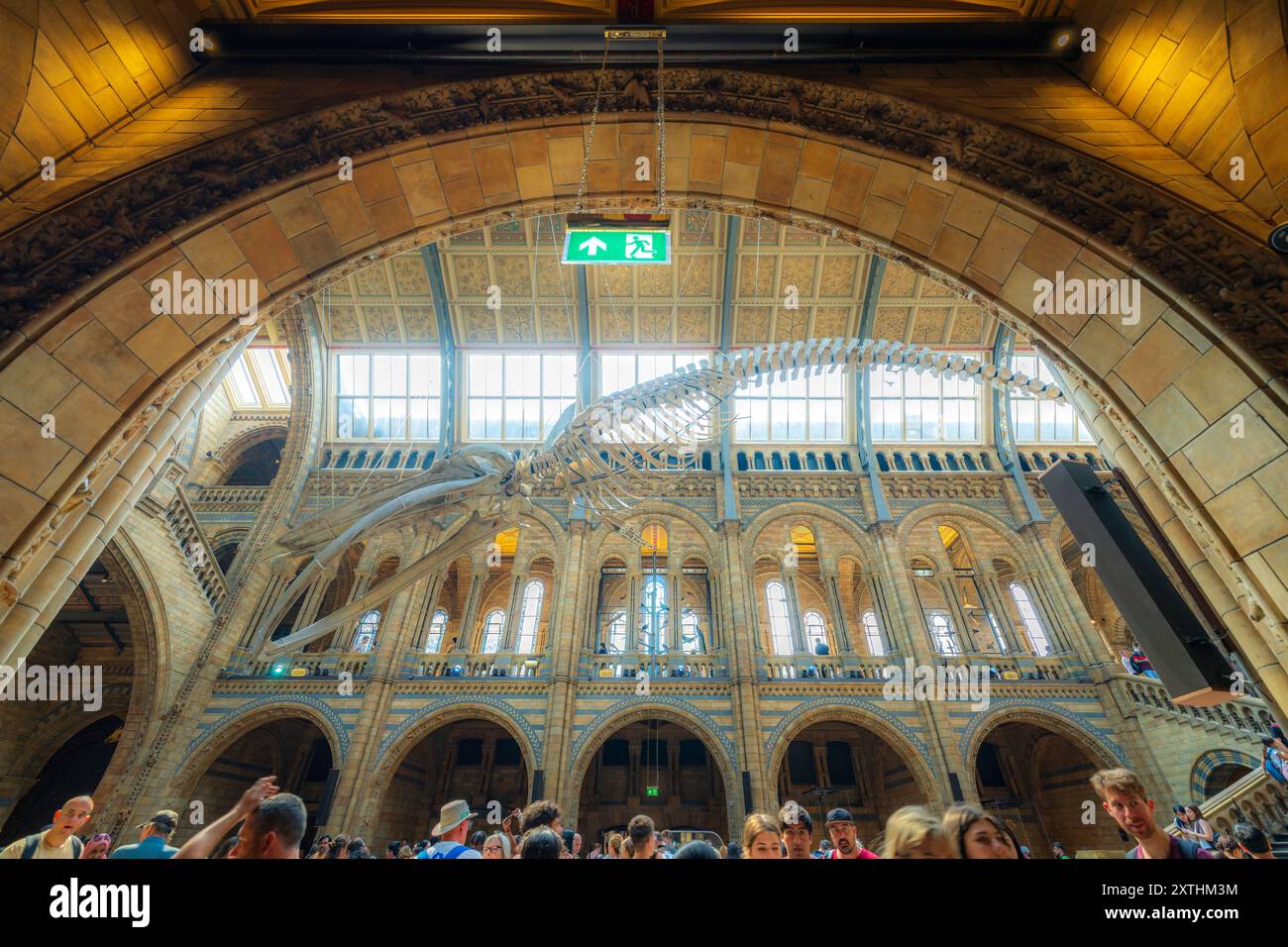London Natural History Museum Hintz Hall mit Hoffnung auf die Skelettknochen des blauen Wals, Panoramablick auf das Skelett. Verpassen Sie nicht die Dinosaurier im Inneren Stockfoto