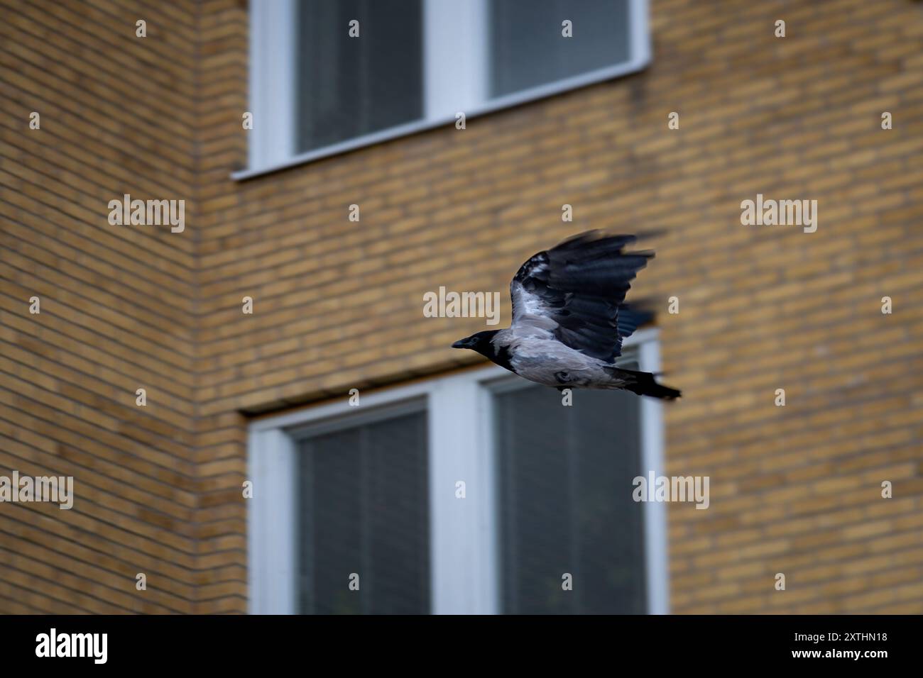 Eine Krähe im Flug vor dem Hintergrund eines Backsteingebäudes mit großen Fenstern. Die Flügel des Vogels sind weit ausgebreitet, während er durch die Luft schwebt und mich zeigt Stockfoto