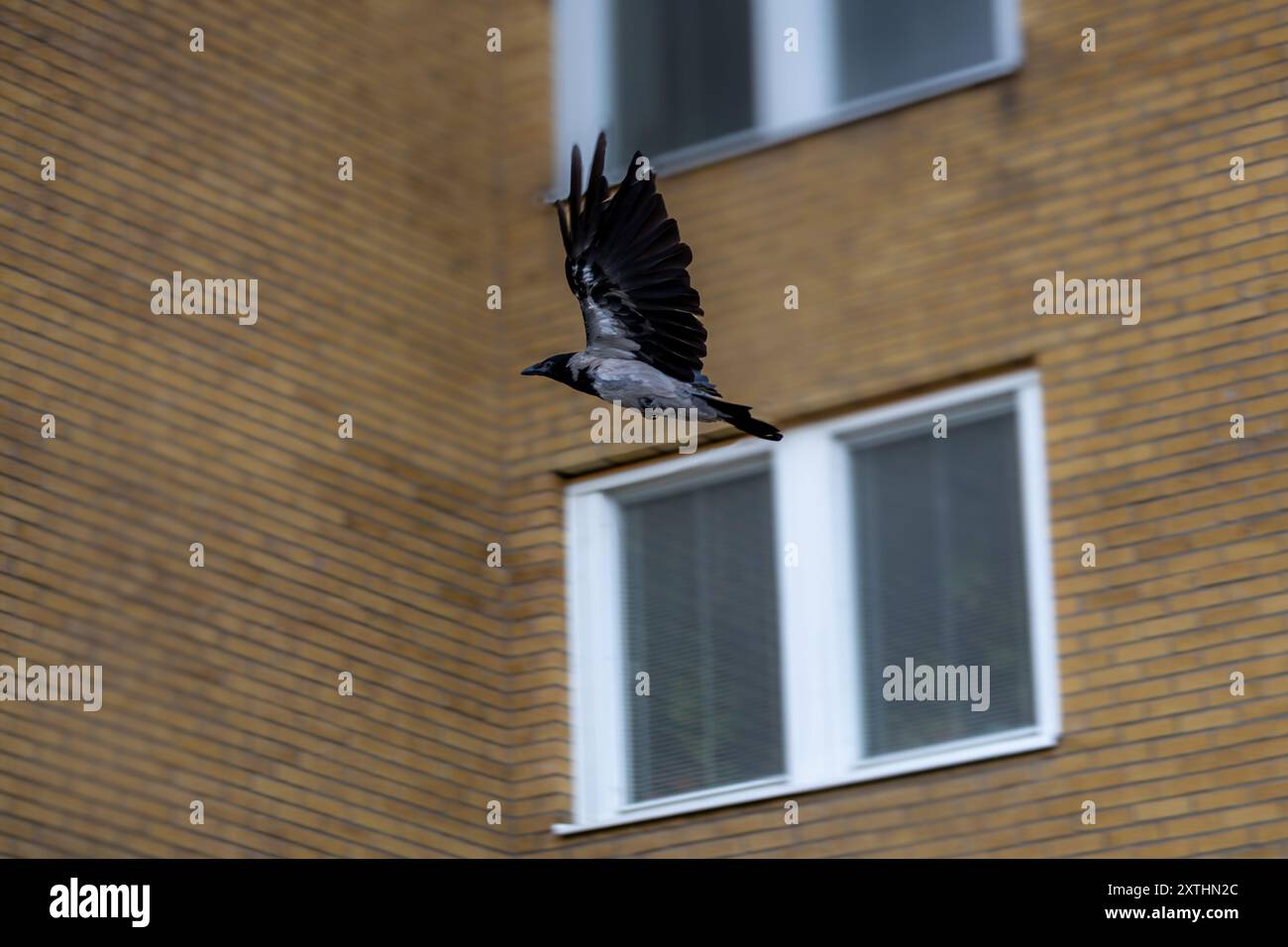 Eine Krähe im Flug vor dem Hintergrund eines Backsteingebäudes mit großen Fenstern. Die Flügel des Vogels sind weit ausgebreitet, während er durch die Luft schwebt und mich zeigt Stockfoto