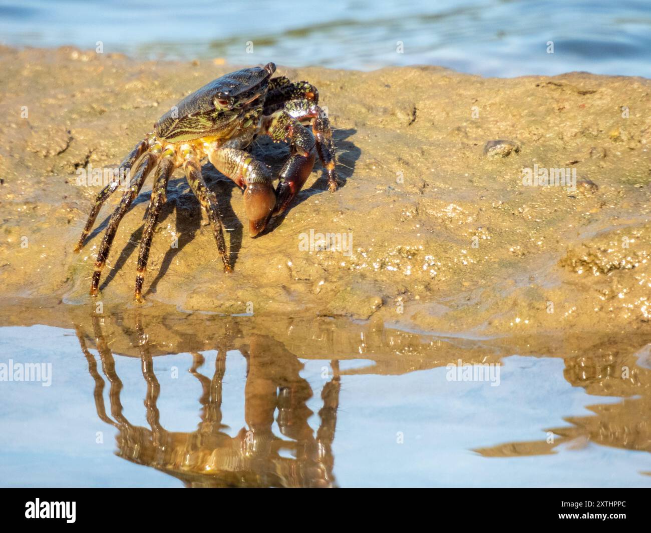 Pachygrapsus marmoratus ist eine Krabbenart, die auch als Marmorierte Steinkrabbe oder Marmorierte Krabbe bezeichnet wird und im Mittelmeer lebt Stockfoto