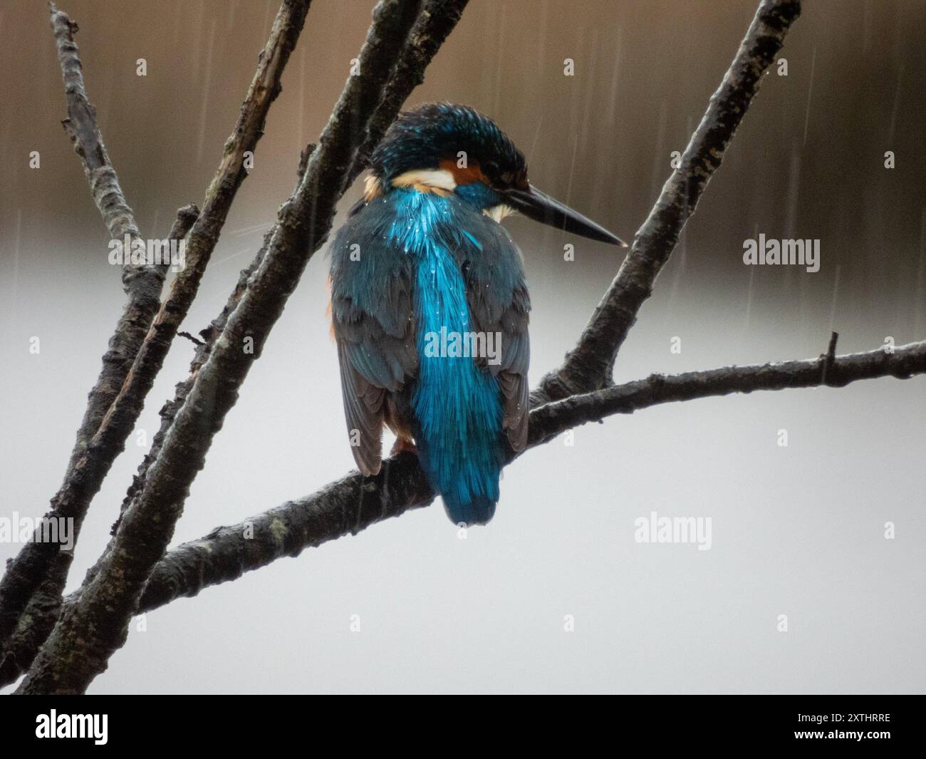 Vogelvogel eisvogel (Alcedo atthis), fotografiert im Naturschutzgebiet étang de Villepey in Fréjus, Südfrankreich. Stockfoto