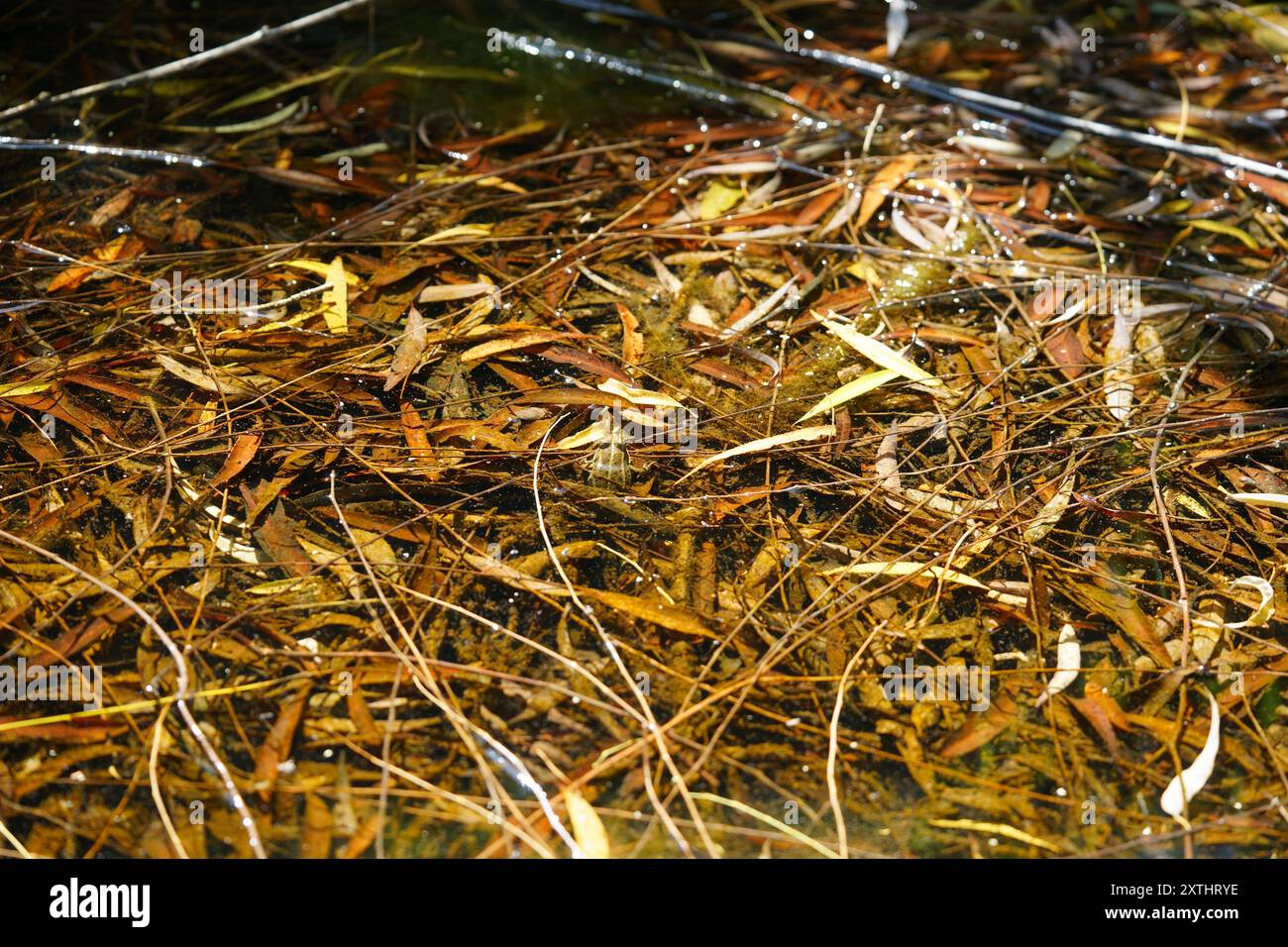 Frösche auf herbstlichen Trauerweidenblättern, Toskana, Italien Stockfoto